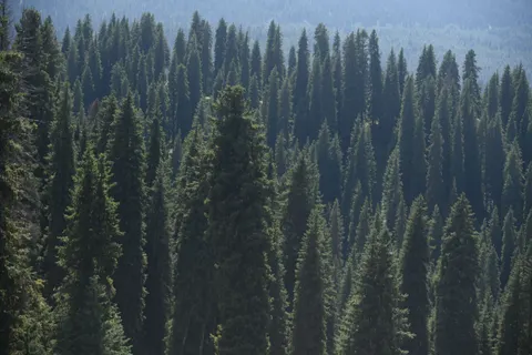 Redwood Forest 4K Wallpaper · nature · 3840×2563