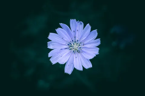 꽃 접사 4K 배경화면 · flowers · 3840×2560
