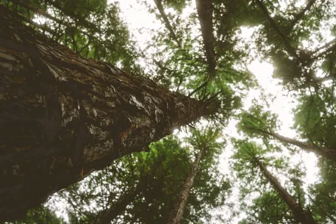 Redwood Forest 4K Wallpaper · nature · 3840×2560