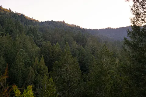Redwood Forest 4K Wallpaper · nature · 3840×2560