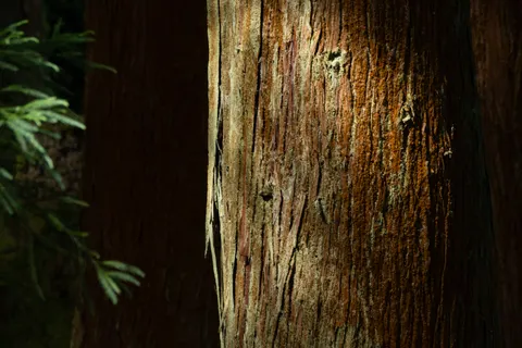 Redwood Forest 4K Wallpaper · nature · 3840×2560