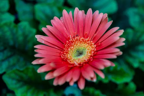 花卉微距 4K壁纸 · flowers · 3840×2560