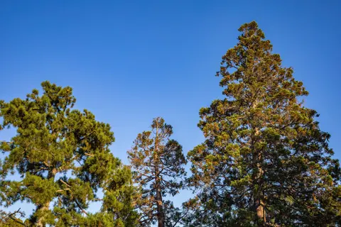 Redwood Forest 4K Wallpaper · nature · 3840×2560