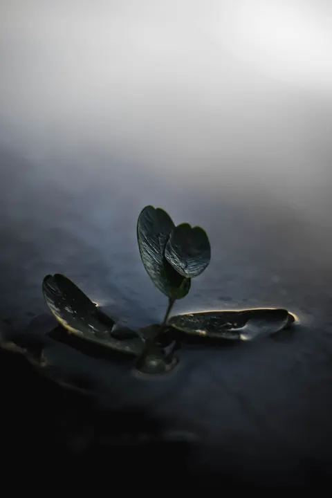 Dark Water Phone Wallpaper · amoled · 1440×2160