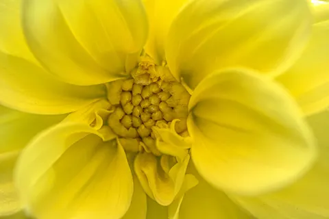 花卉微距 4K壁纸 · flowers · 3840×2563