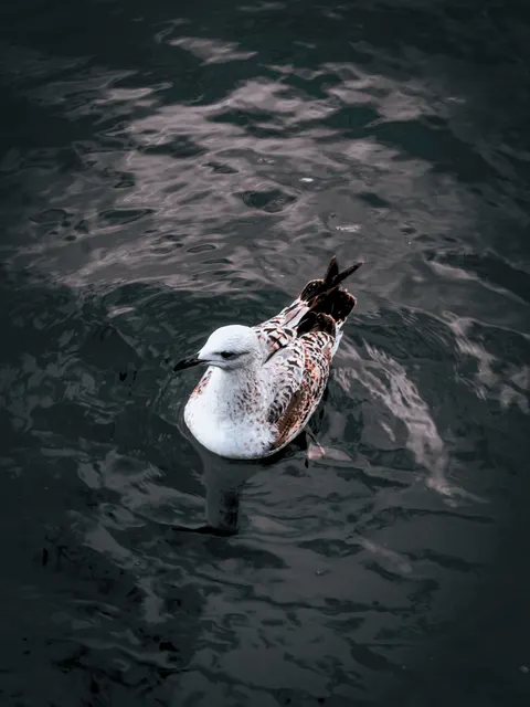 Dark Water Phone Wallpaper · amoled · 1440×1920