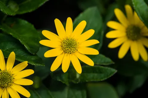Flower Macro 4K Wallpaper · flowers · 3840×2558