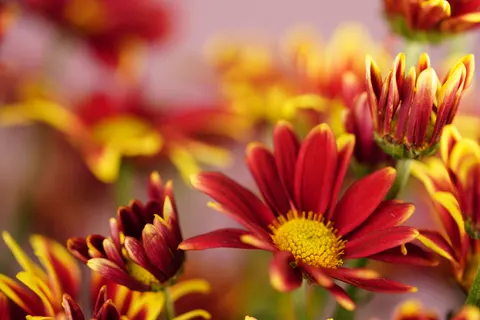 Flower Macro 4K Wallpaper · flowers · 3840×2561