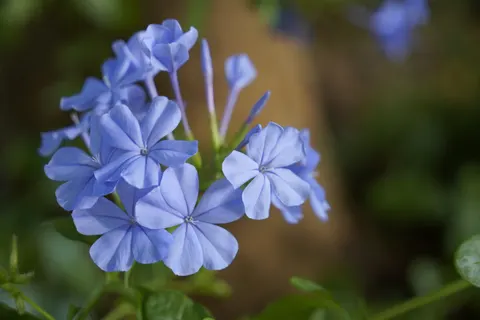 花卉微距 4K壁纸 · flowers · 3840×2560