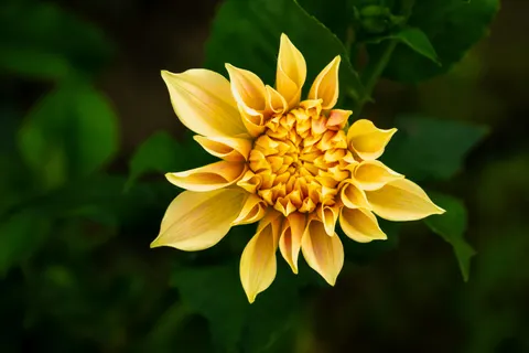 Обои Макро цветка 4K · flowers · 3840×2560