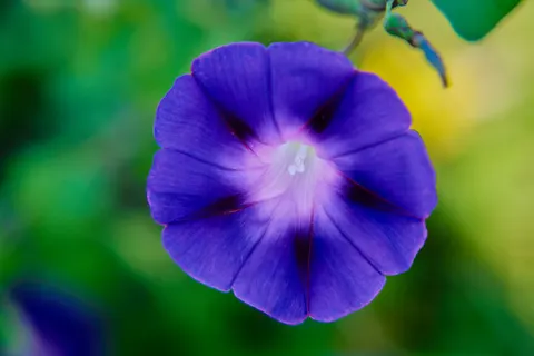 Flower Macro 4K Wallpaper · flowers · 3840×2560