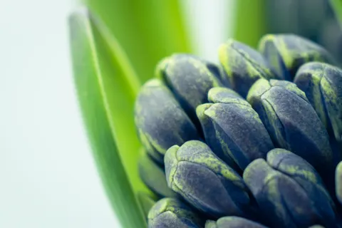 Flower Macro 4K Wallpaper · flowers · 3840×2560