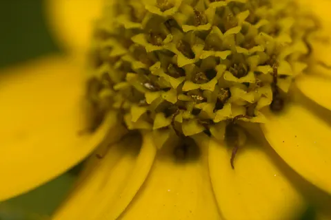花卉微距 4K壁纸 · flowers · 3840×2560