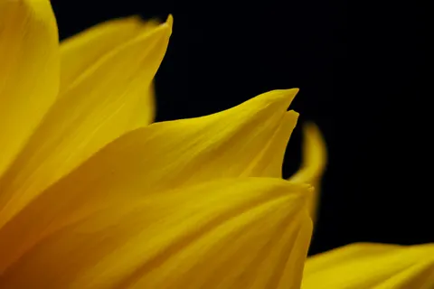 Flower Macro 4K Wallpaper · flowers · 3840×2560