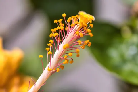 花卉微距 4K壁纸 · flowers · 3840×2560