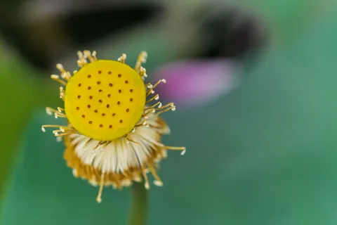 خلفية ماكرو الزهور بدقة 4K · flowers · 3840×2560
