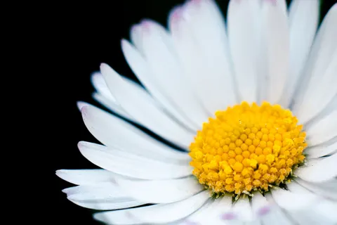 花卉微距 4K壁纸 · flowers · 3840×2560