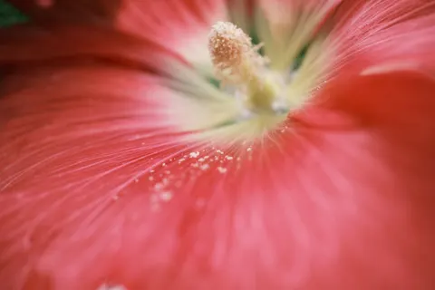 Flower Macro 4K Wallpaper · flowers · 3840×2560