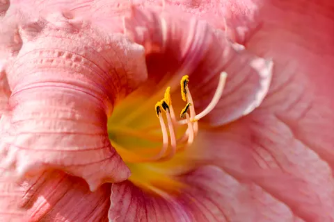 Flower Macro 4K Wallpaper · flowers · 3840×2563