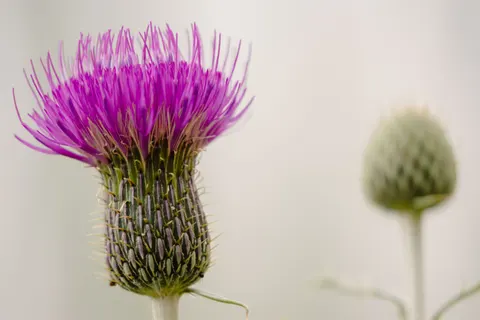 Papel de parede Macro de flor 4K · flowers · 3840×2560