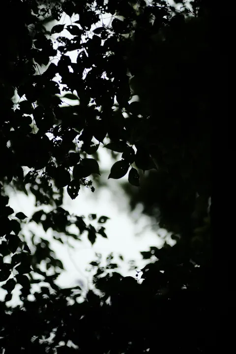 Black Forest Phone Wallpaper · amoled · 1440×2160