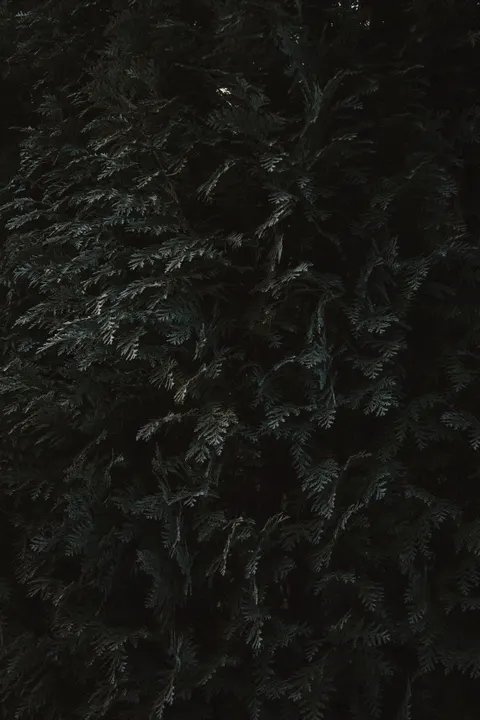 Fondo de Pantalla para Móvil Bosque Negro · amoled · 1440×2160