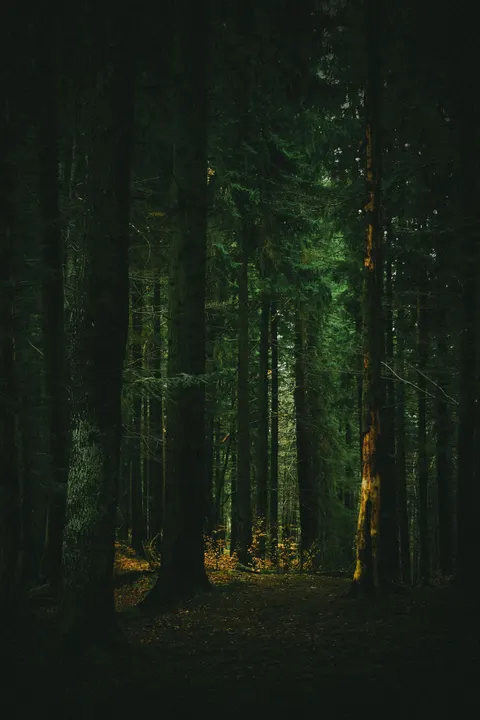 Fondo de Pantalla para Móvil Bosque Negro · amoled · 1440×2160