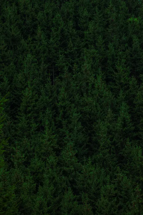Black Forest Phone Wallpaper · amoled · 1440×2160