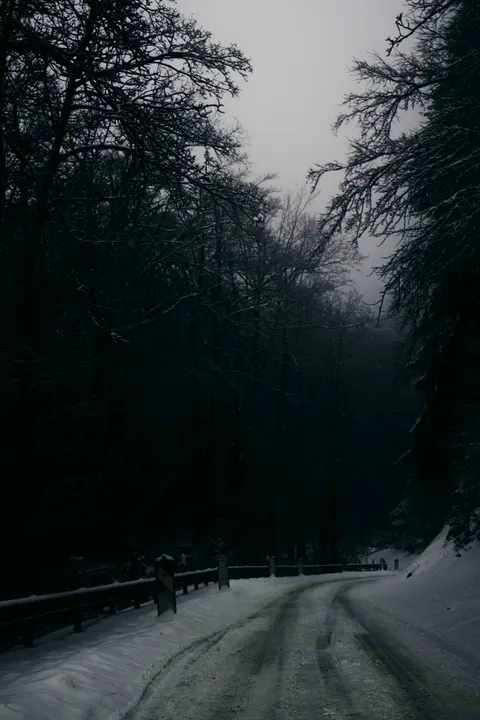 Black Forest Phone Wallpaper · amoled · 1440×2160