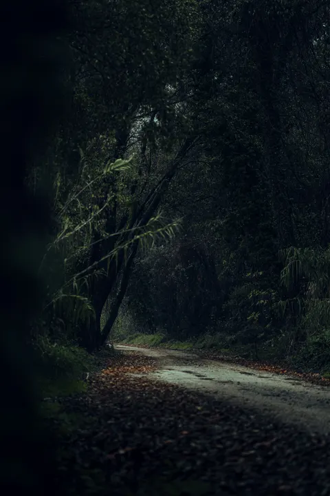 Black Forest Phone Wallpaper · amoled · 1440×2160