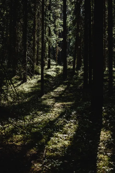 Fondo de Pantalla para Móvil Bosque Negro · amoled · 1440×2160