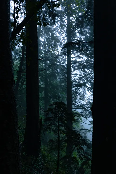 Black Forest Phone Wallpaper · amoled · 1440×2160