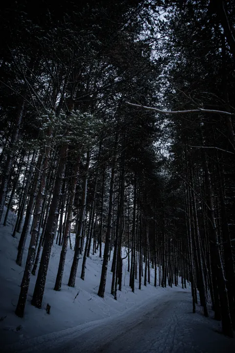 Zwart bos Telefoon Achtergrond · amoled · 1440×2160