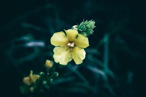 خلفية ماكرو الزهور بدقة 4K · flowers · 3840×2560