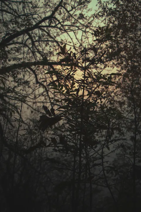 Hutan Hitam Wallpaper HP · amoled · 1440×2160