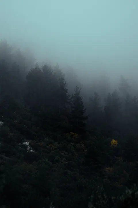 काला जंगल मोबाइल वॉलपेपर · amoled · 1440×2160