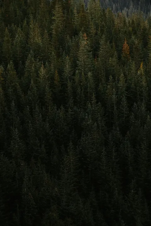 Foresta Nera Sfondo per Telefono · amoled · 1440×2164
