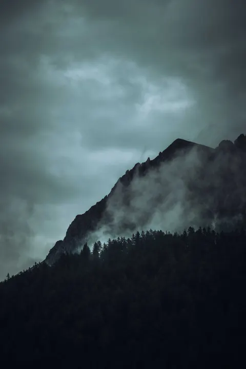 Black Forest Phone Wallpaper · amoled · 1440×2160
