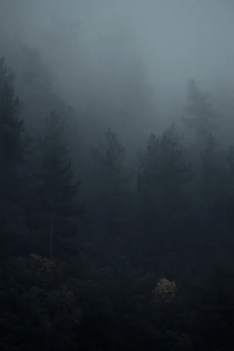 Black Forest Phone Wallpaper · amoled · 1440×2160