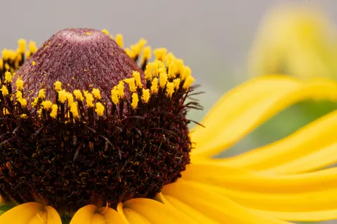 꽃 접사 4K 배경화면 · flowers · 3840×2560