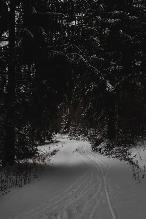 Fondo de Pantalla para Móvil Bosque Negro · amoled · 1440×2160