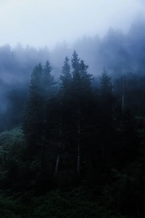 Black Forest Phone Wallpaper · amoled · 1440×2160