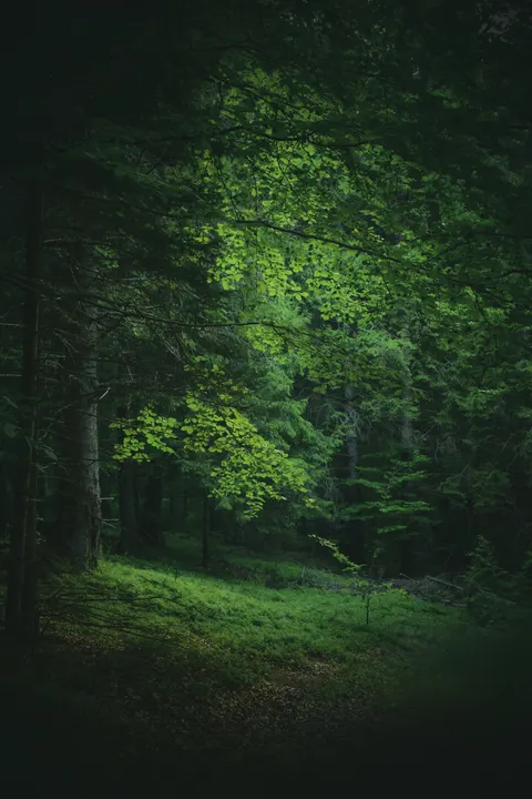 Fondo de Pantalla para Móvil Bosque Negro · amoled · 1440×2160