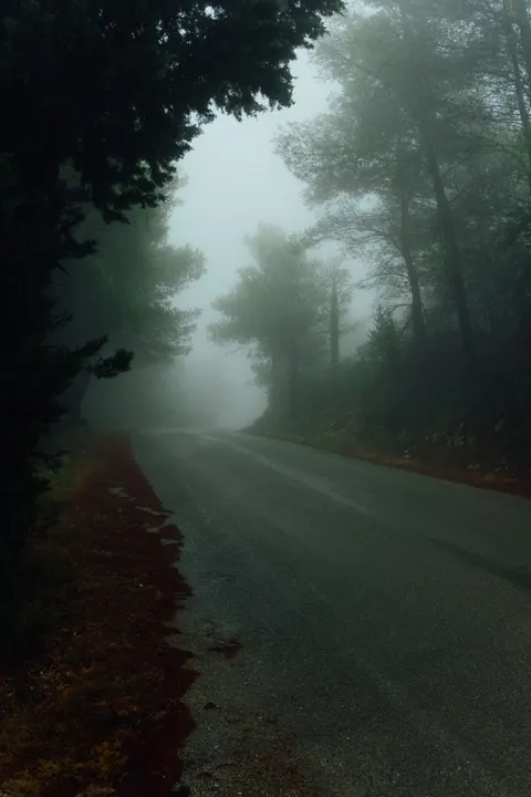 Black Forest Phone Wallpaper · amoled · 1440×2160