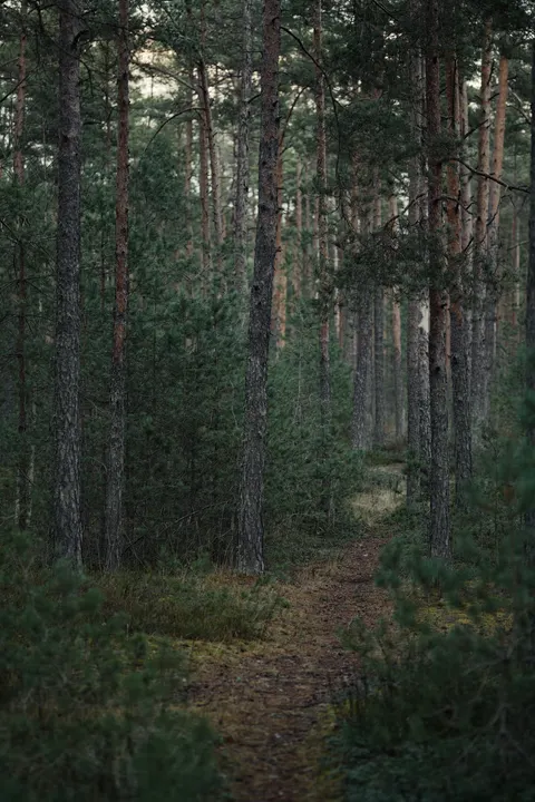 Black Forest Phone Wallpaper · amoled · 1440×2160