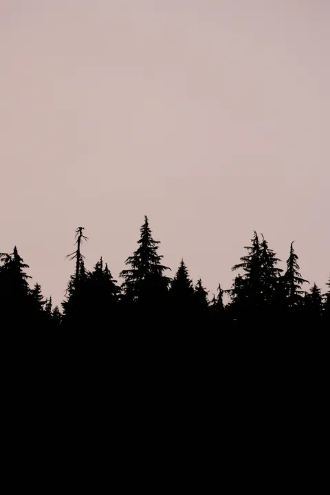 Fondo de Pantalla para Móvil Bosque Negro · amoled · 1440×2160