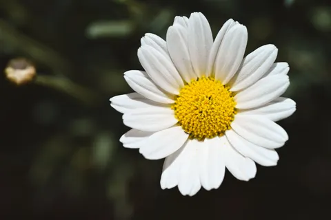 꽃 접사 4K 배경화면 · flowers · 3840×2560