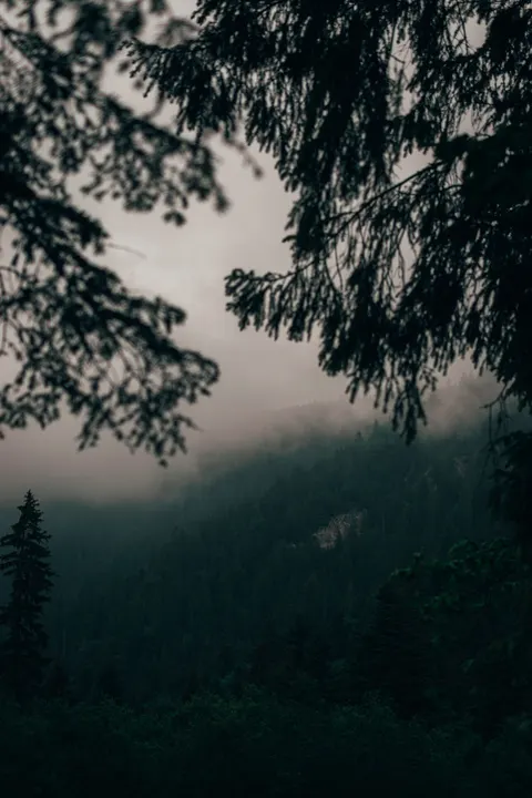 Hutan Hitam Wallpaper HP · amoled · 1440×2160