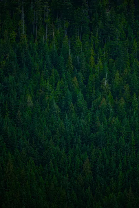 黑森林 手机壁纸 · amoled · 1440×2164