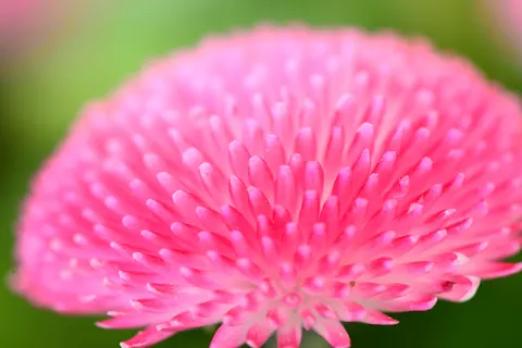 花卉微距 4K壁纸 · flowers · 3840×2560